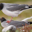 Swallow-tailed Gull